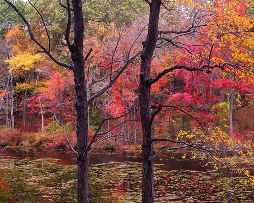 Wolf Lake Swamp, Sparta Mountains, NJ (MF).jpg